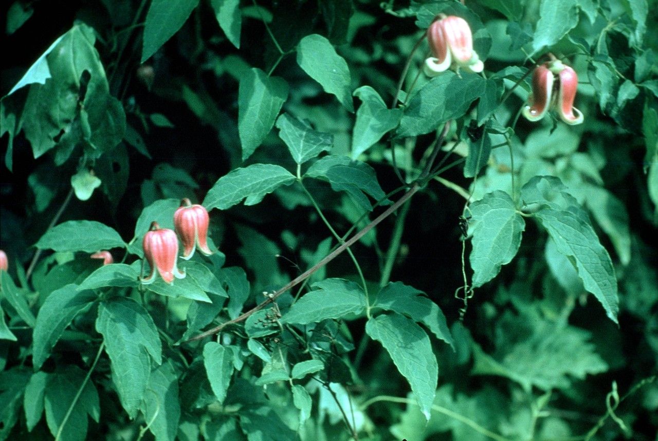 Taken Jan 1, 1900 by EOL − WVU Herbarium (cc-by-nc-sa)