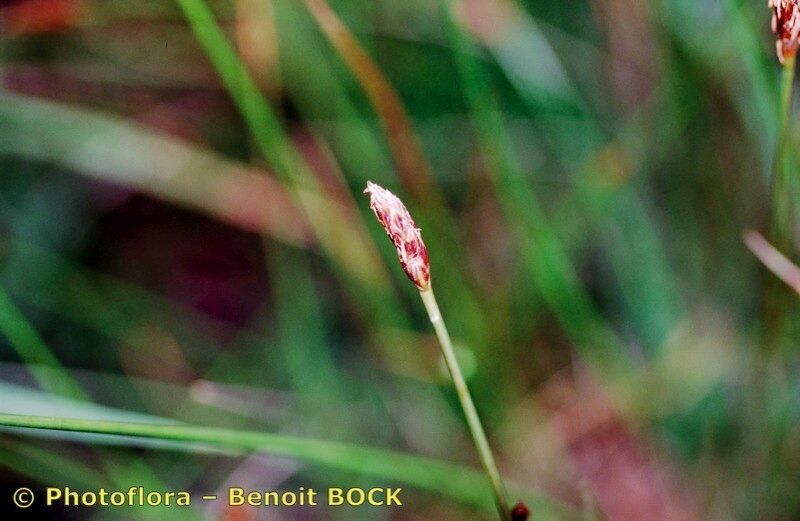 Taken Jul 15, 1996 by Photoflora - Benoit BOCK (©)