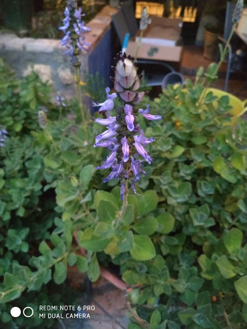 plectranthus amboinicus flower