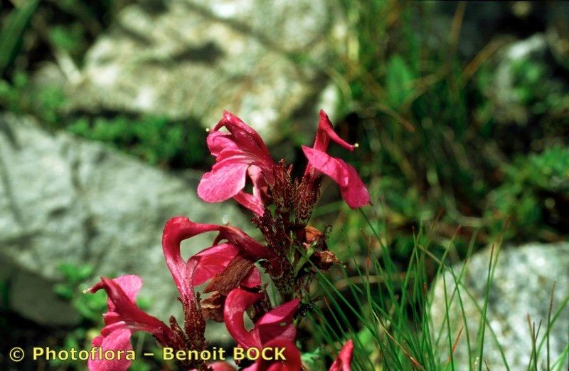 Taken Jul 15, 1997 by Photoflora - Benoit BOCK (©)