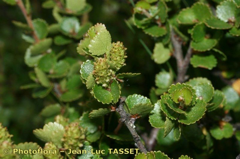 Taken Jul 15, 2010 by Photoflora - Jean-Luc TASSET (©)