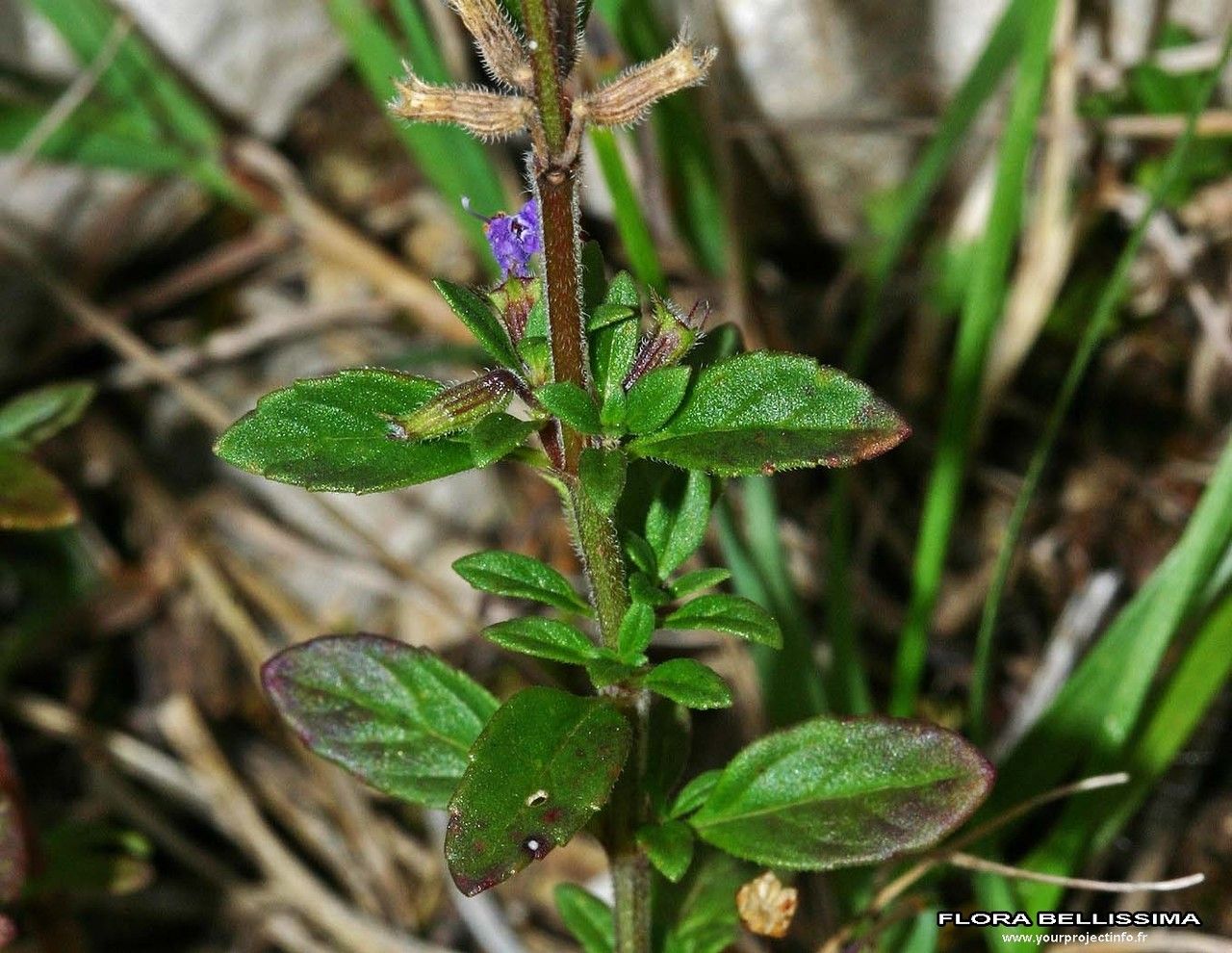 Taken Jan 1, 1800 by Tela Botanica − Thierry Pernot (cc-by-sa)