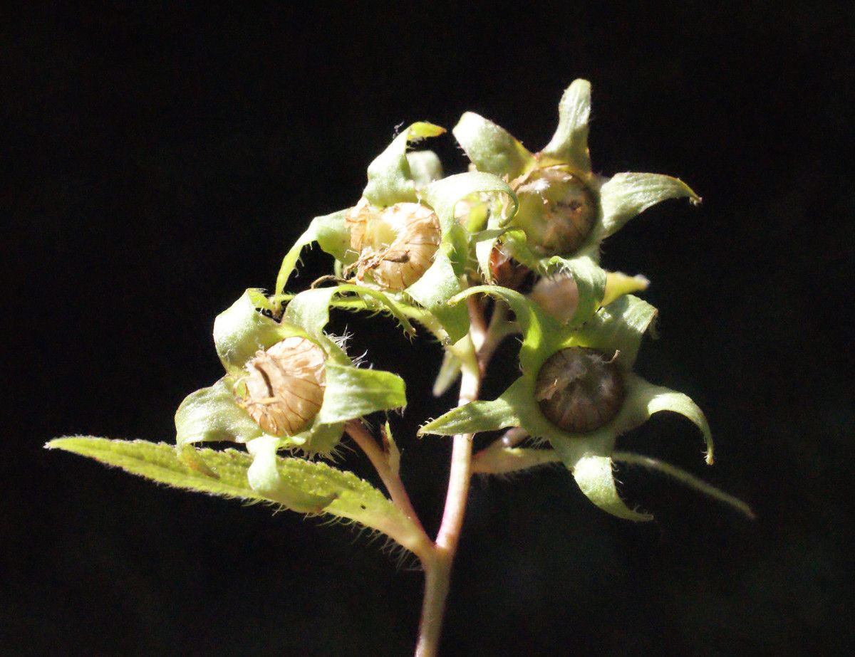 Taken Aug 17, 2014 by Tela Botanica − Liliane Roubaudi (cc-by-sa)