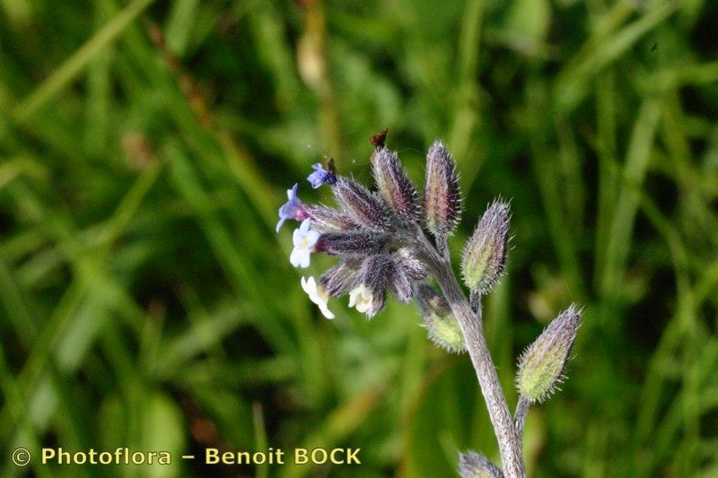 Taken May 15, 2004 by Photoflora - Benoit BOCK (©)