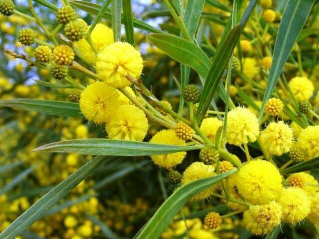 acacia retinodes