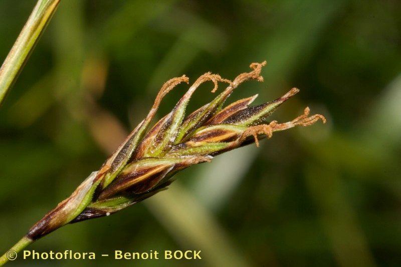 Taken Jul 15, 2008 by Photoflora - Benoit BOCK (©)