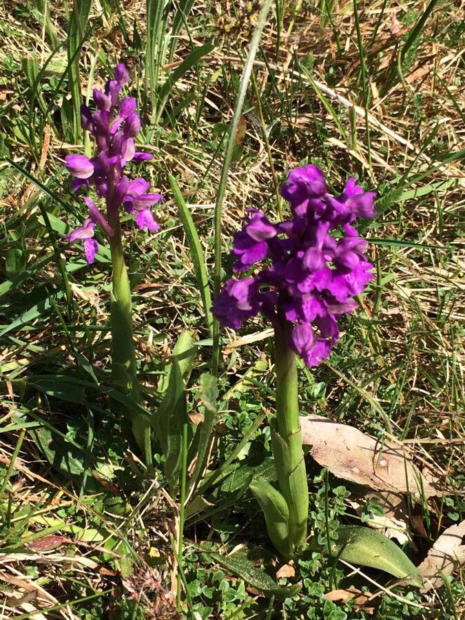 Green-winged meadow orchid