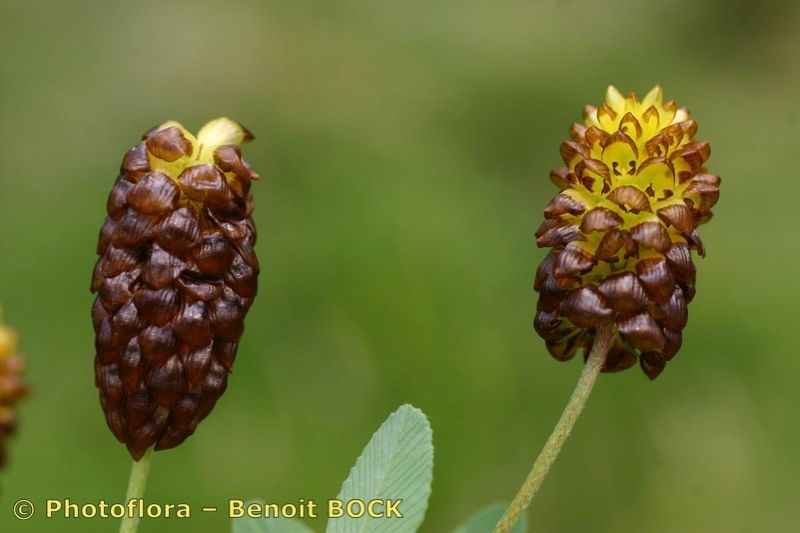 Taken Jul 15, 2006 by Photoflora - Benoit BOCK (©)