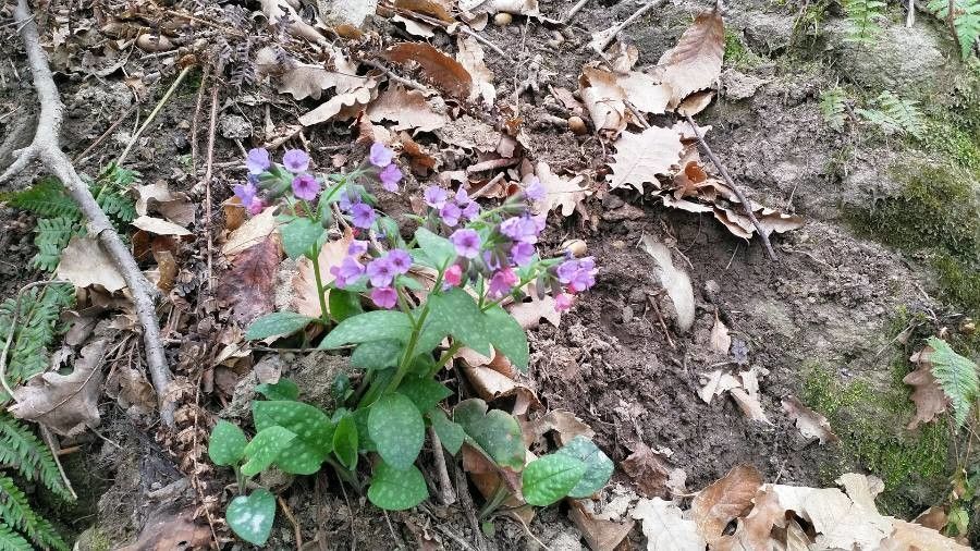 Jerusalem Cowslip: Planting, Care & Guide