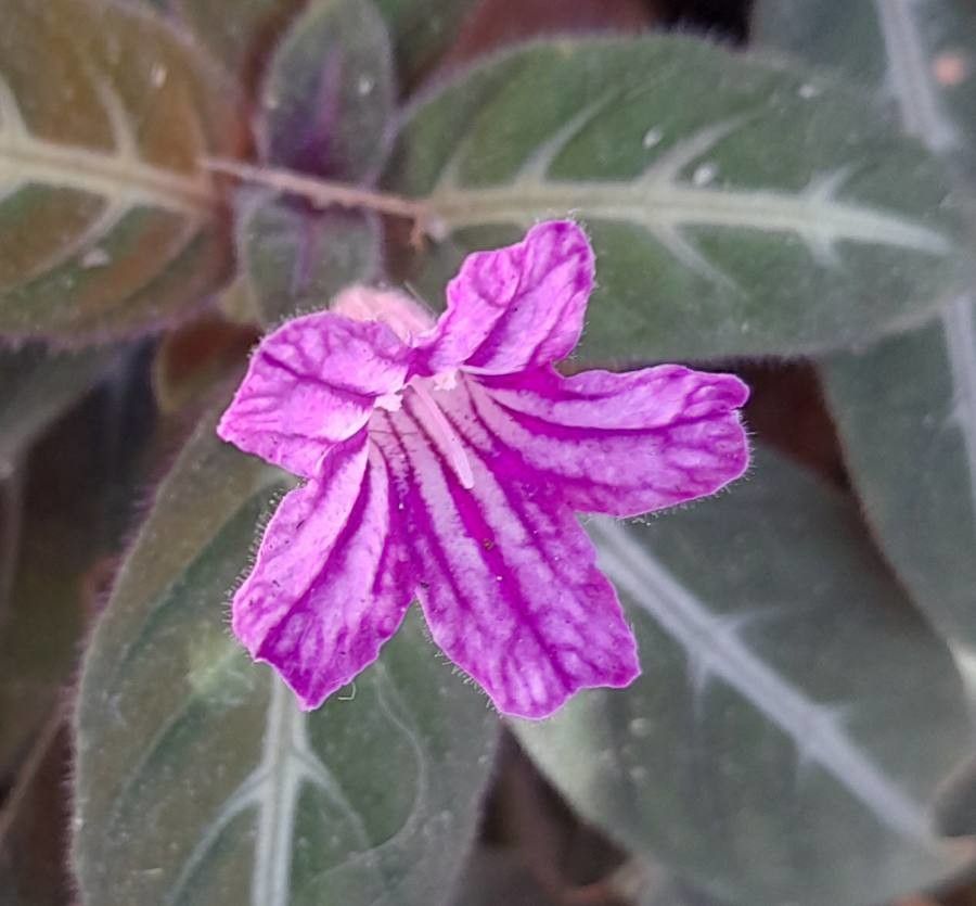 How To Grow Ruellia makoyana | EarthOne