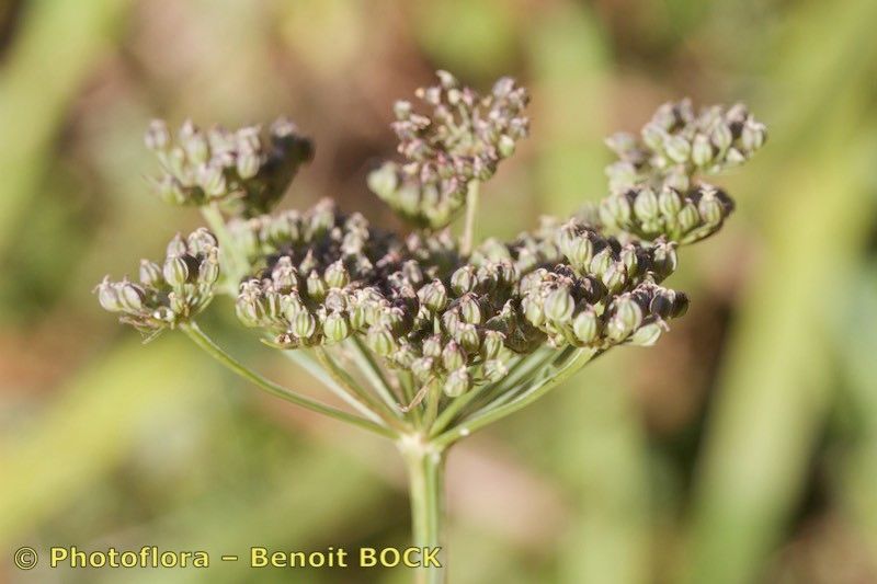 Taken Aug 15, 2019 by Photoflora - Benoit BOCK (©)