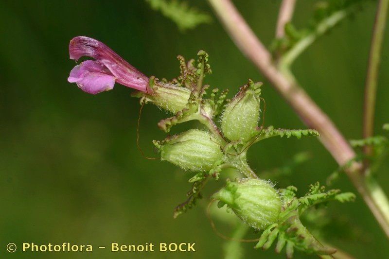 Taken Jul 15, 2006 by Photoflora - Benoit BOCK (©)