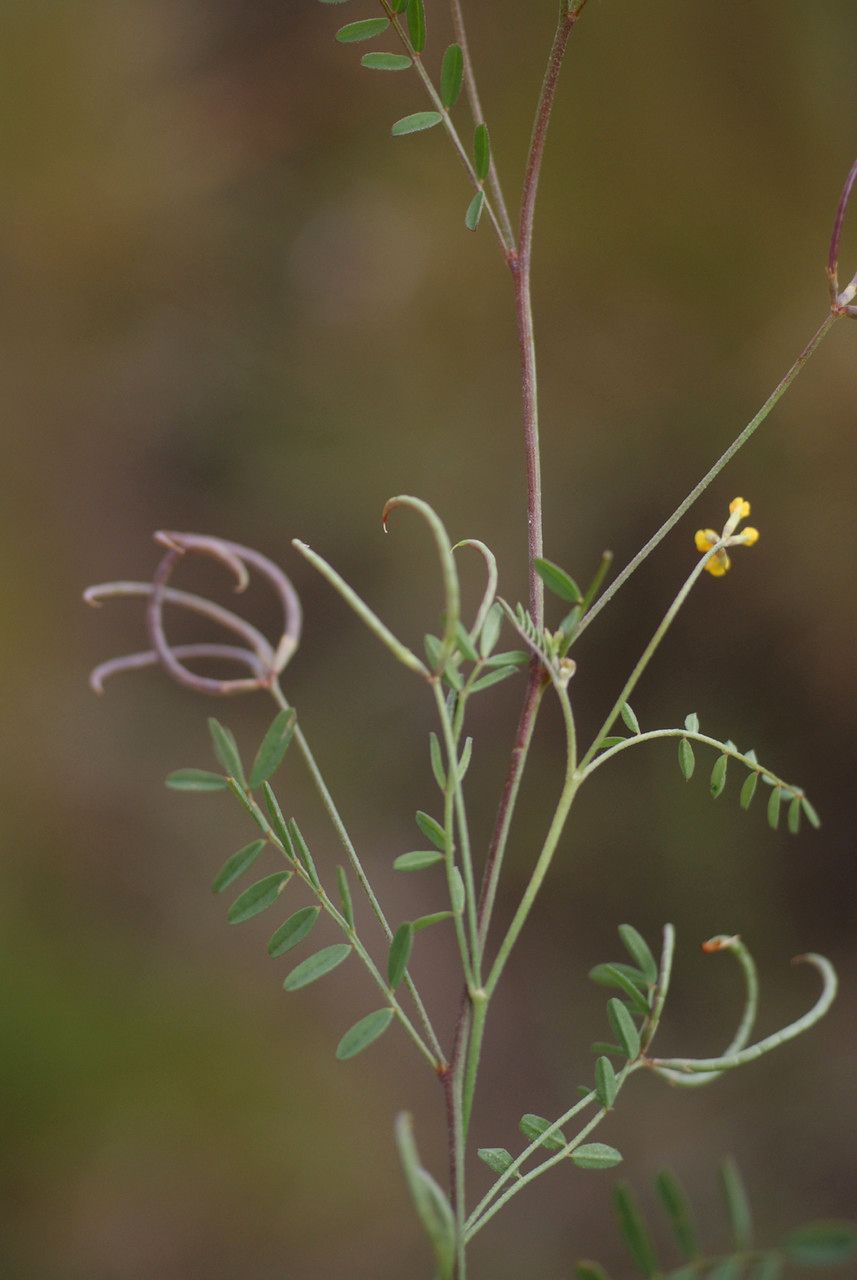 Taken Jun 11, 2013 by Tela Botanica − Liliane Roubaudi (cc-by-sa)