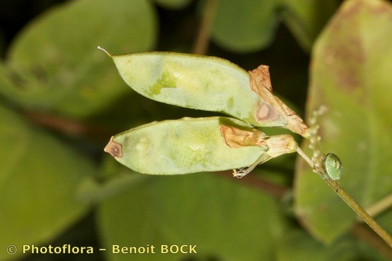 Taken Aug 15, 2014 by Photoflora - Benoit BOCK (©)