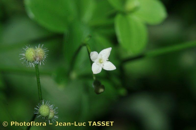 Taken Jul 15, 2010 by Photoflora - Jean-Luc TASSET (©)