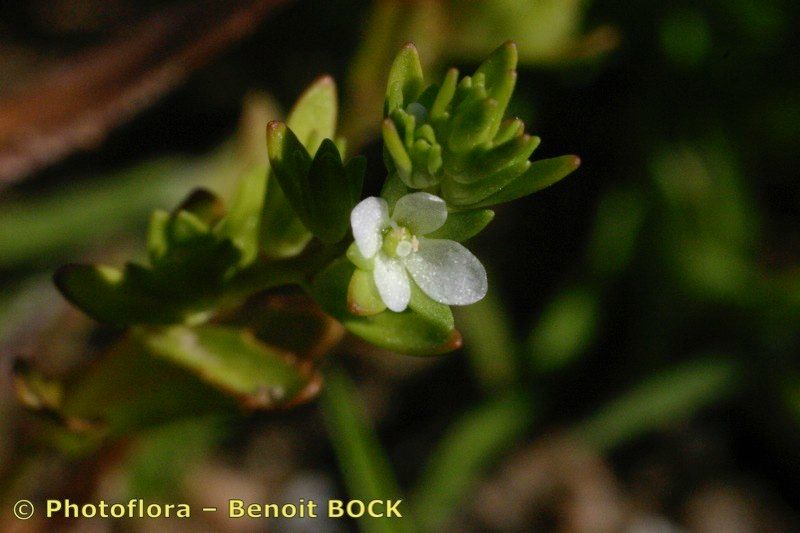 Taken May 15, 2004 by Photoflora - Benoit BOCK (©)