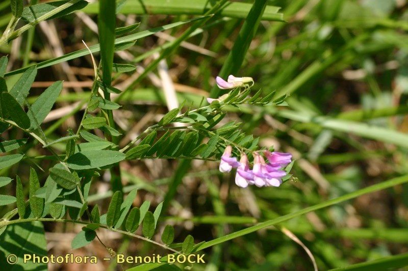 Taken Aug 15, 2006 by Photoflora - Benoit BOCK (©)