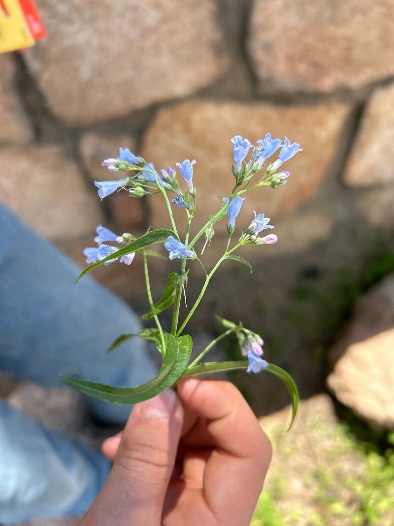 Mertensia - Wikipedia