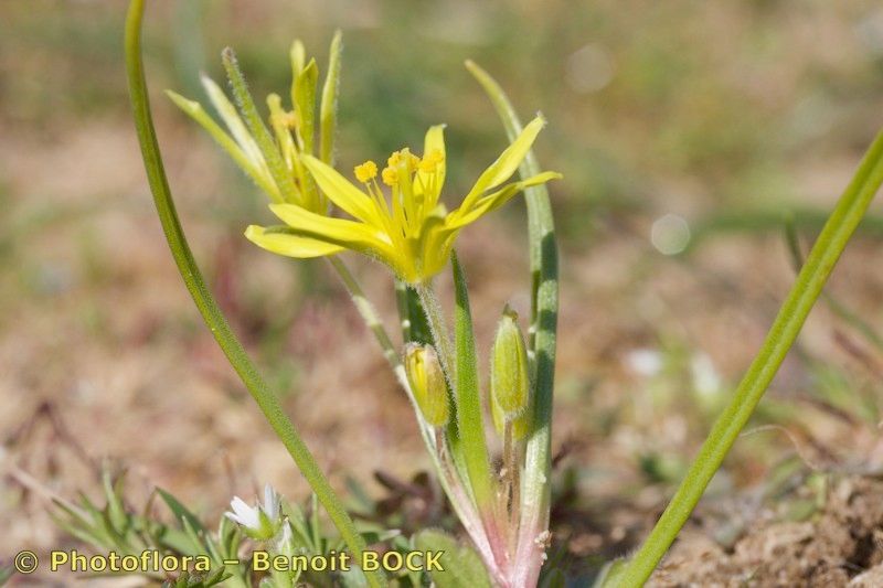 Taken Mar 15, 2009 by Photoflora - Benoit BOCK (©)