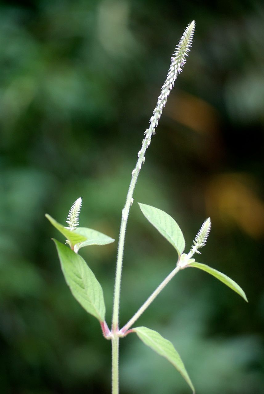 Taken Dec 1, 2010 by Tela Botanica − Liliane Roubaudi (cc-by-sa)