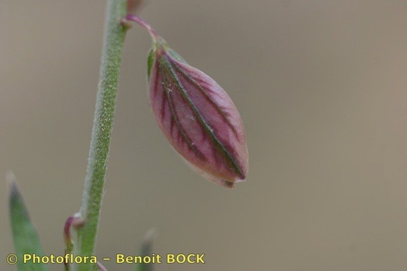 Taken Apr 15, 2006 by Photoflora - Benoit BOCK (©)