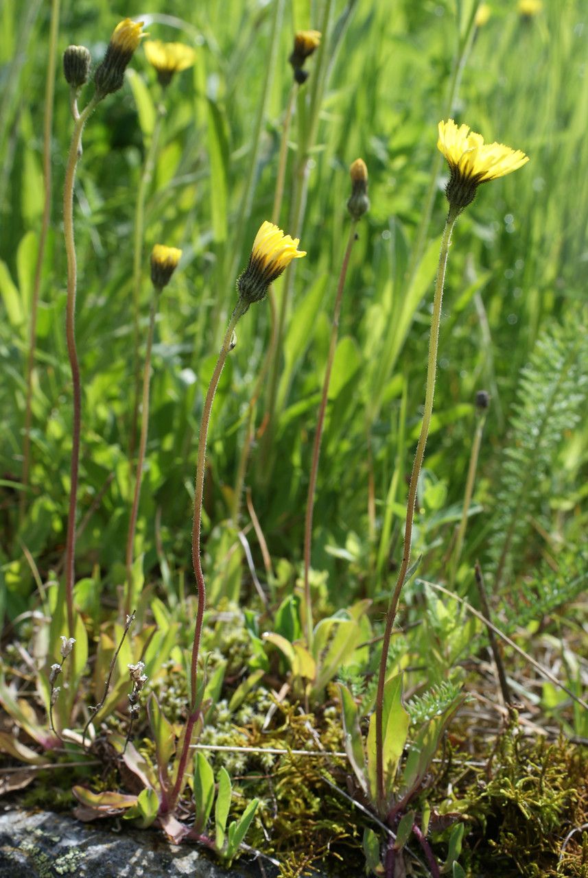 Taken Jun 14, 2014 by Tela Botanica − Liliane Roubaudi (cc-by-sa)