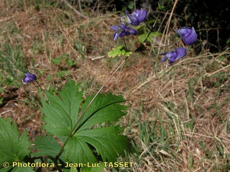 Taken Aug 15, 2003 by Photoflora - Jean-Luc TASSET (©)