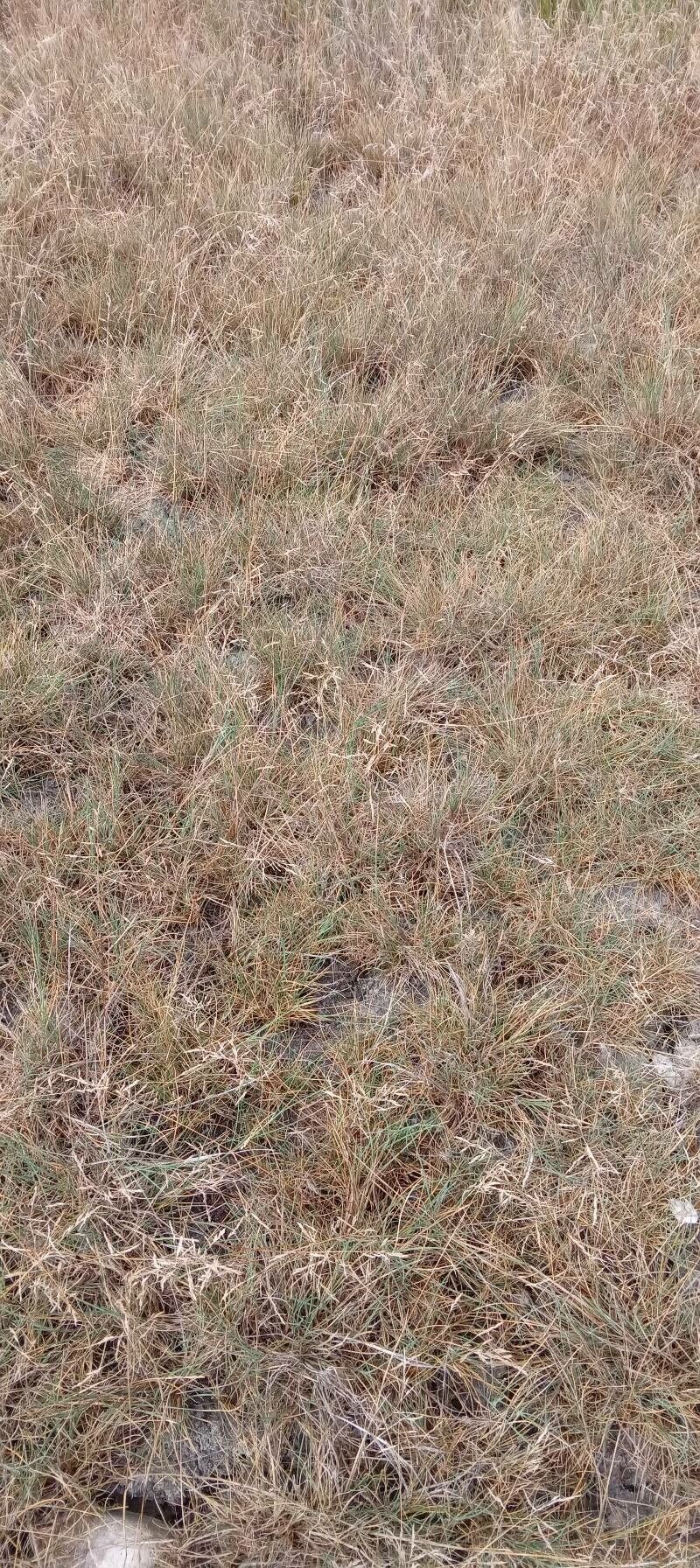 European alkali grass