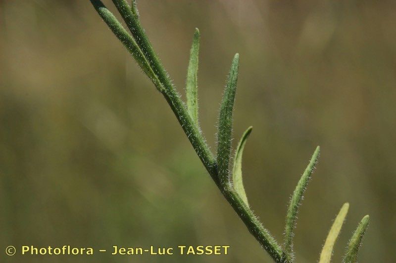 Taken Jul 15, 2018 by Photoflora - Jean-Luc TASSET (©)