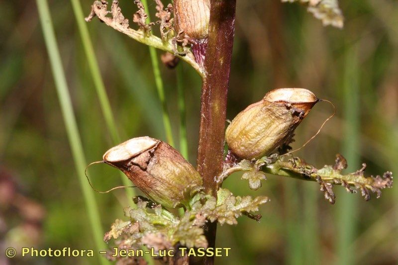 Taken Aug 15, 2006 by Photoflora - Jean-Luc TASSET (©)