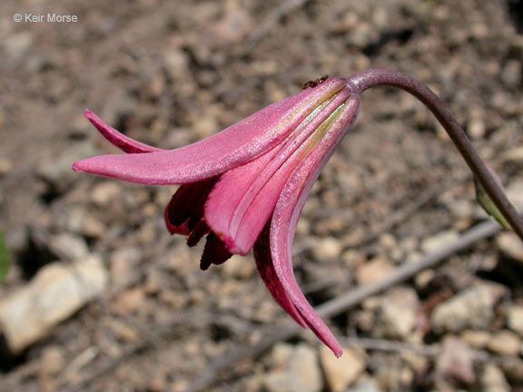 Lilium Bolanderi S Watson アメリカ合衆国 Pl Ntnet Identify