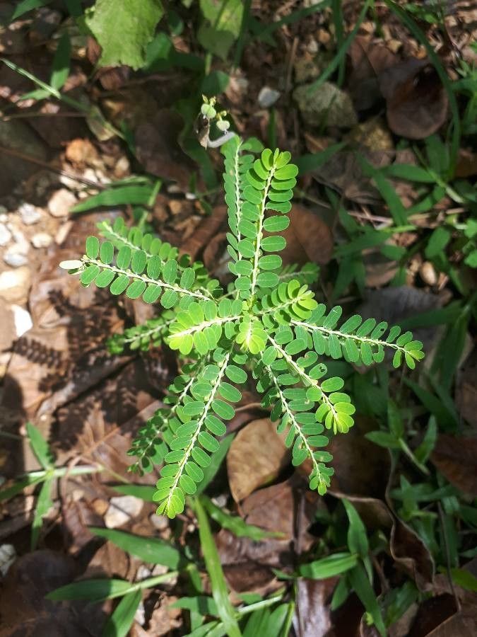La Graine-en-bas-feuilles, Phyllanthus amarus