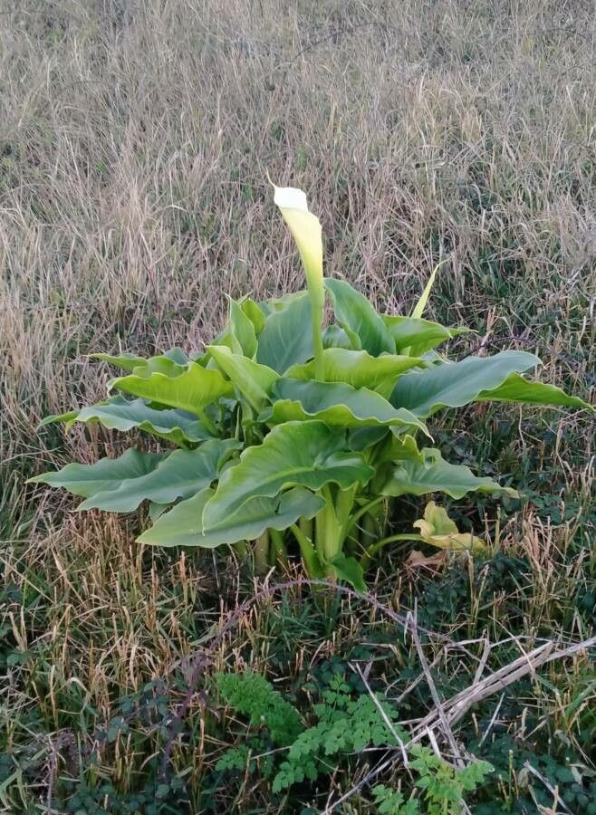 Zantedeschia aethiopica (L.) Spreng., Cala (Flora mundial) - Pl@ntNet  identify