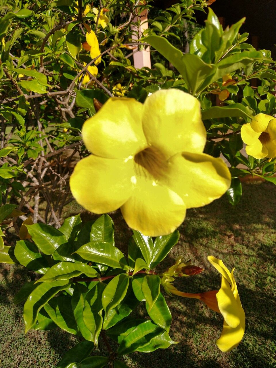 Allamanda cathartica L., Alamanda-amarela (Flora mundial) - Pl@ntNet  identify