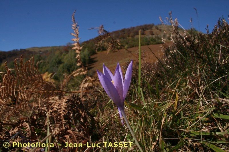 Taken Oct 15, 2007 by Photoflora - Jean-Luc TASSET (©)