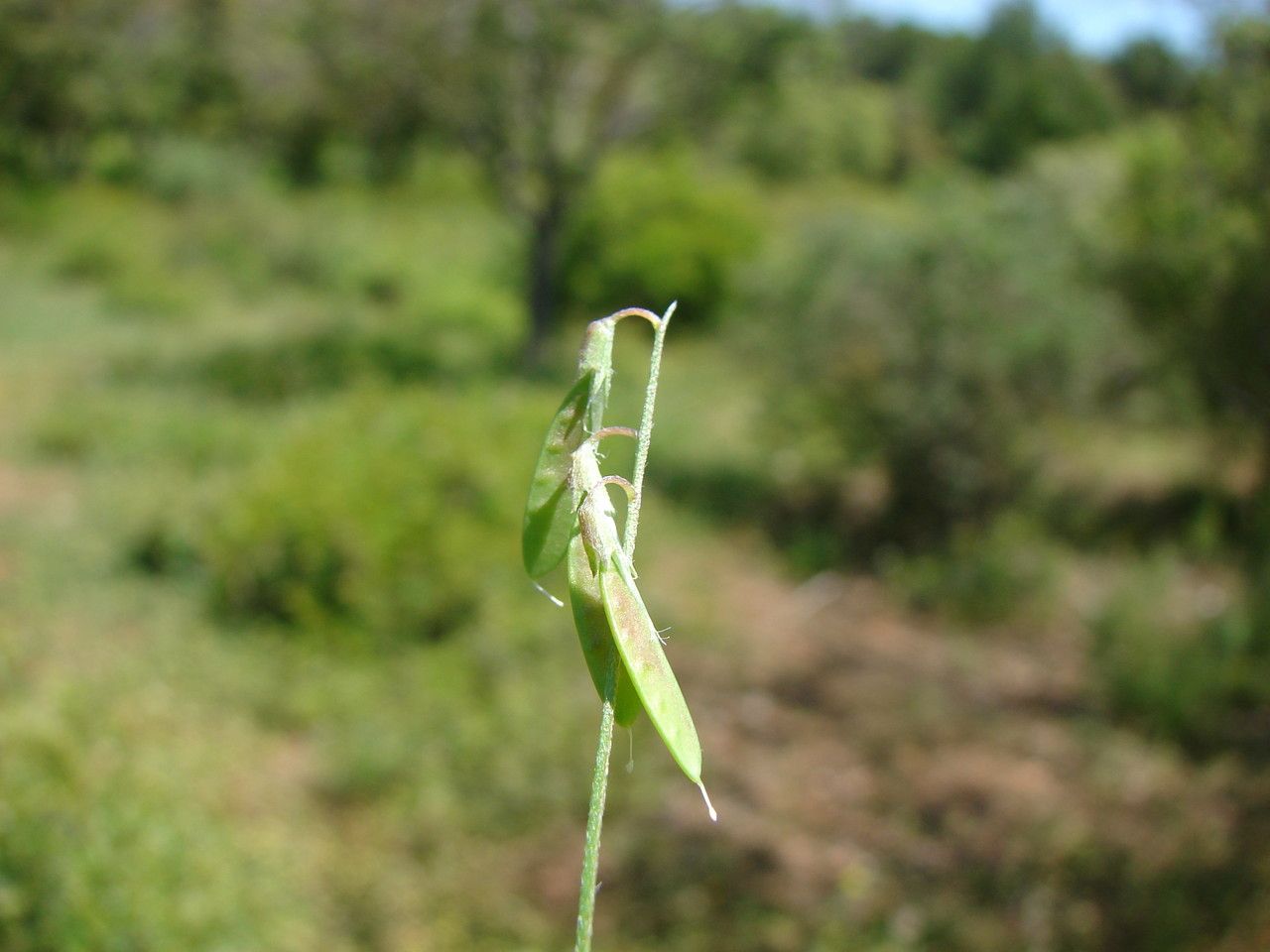 Taken Jun 1, 2013 by Tela Botanica − Paul FABRE (cc-by-sa)