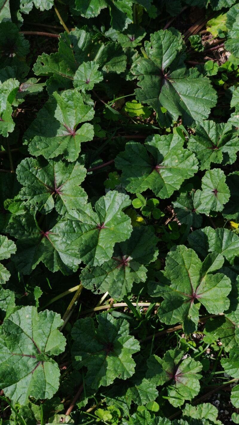 Observation: Malva sylvestris L. (FAR Sep 30, 2022) Weeds - Pl@ntNet ...