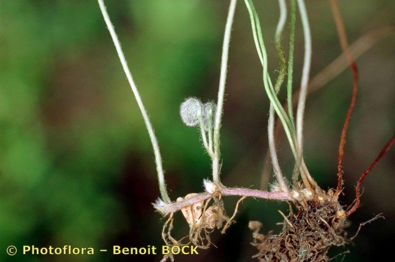 Taken Aug 15, 1998 by Photoflora - Benoit BOCK (©)