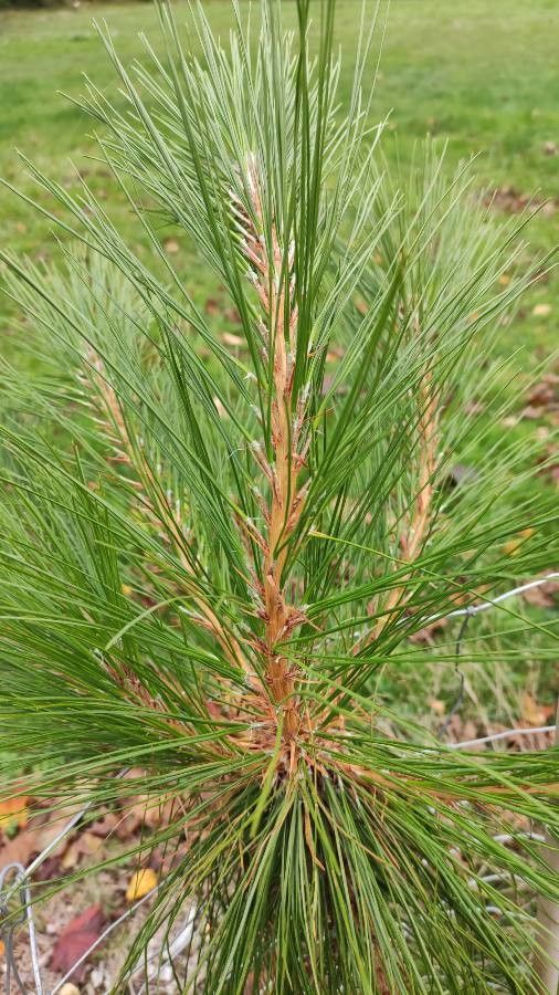 pinus leaf