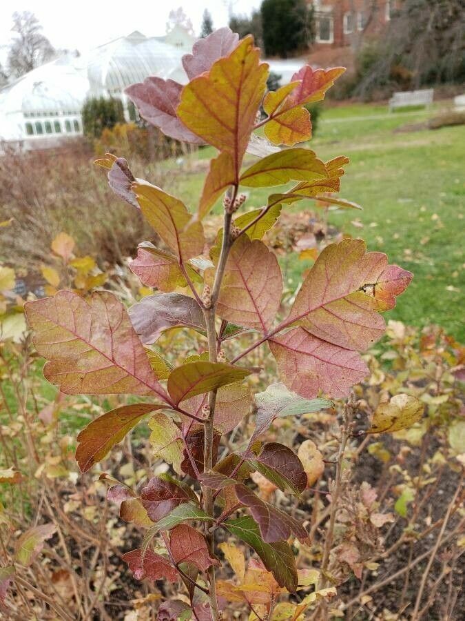 foglia di rhus aromatica