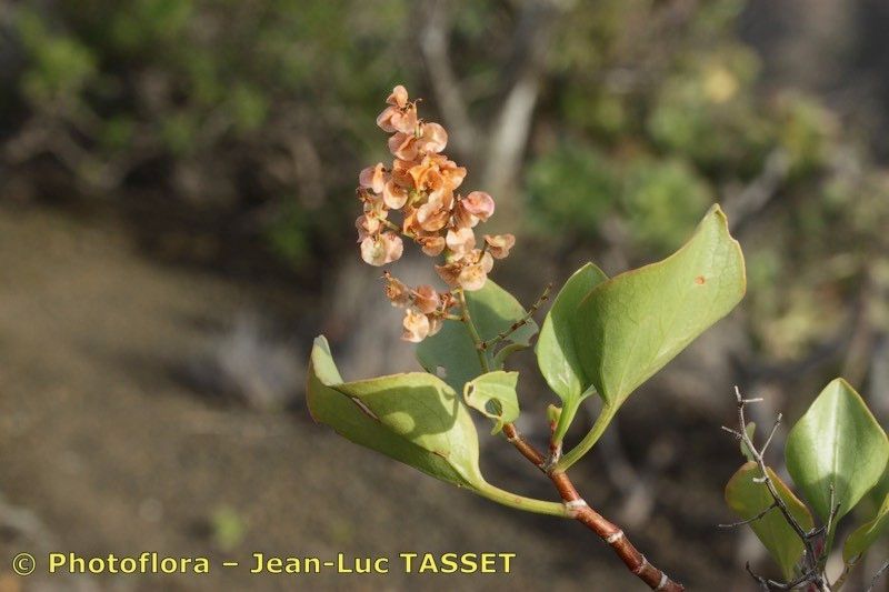 Taken Mar 15, 2013 by Photoflora - Jean-Luc TASSET (©)