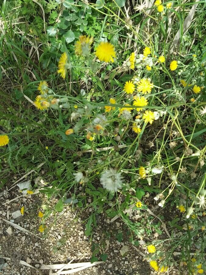 Crepis Setosa Haller Fil.