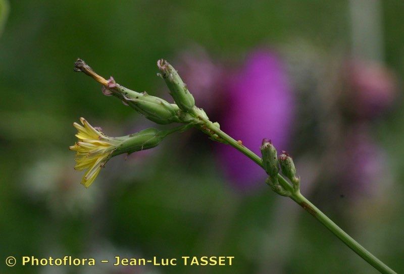 Taken Aug 15, 2005 by Photoflora - Jean-Luc TASSET (©)