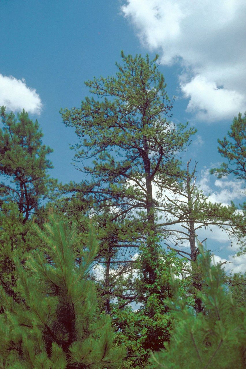 Taken Jan 1, 1900 by EOL − Robert L. Anderson, USDA Forest Service (cc-by)