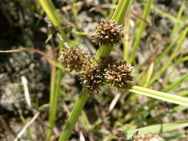 Taken Aug 12, 2009 by Tela Botanica − Mathieu MENAND (cc-by-sa)