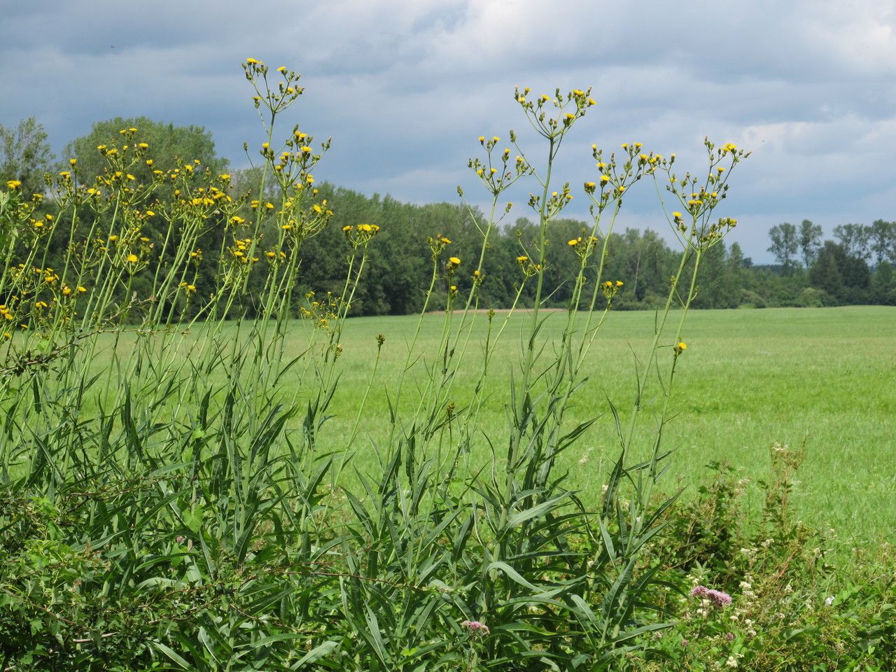 Taken Jul 28, 2012 by Tela Botanica − Hugues TINGUY (cc-by-sa)