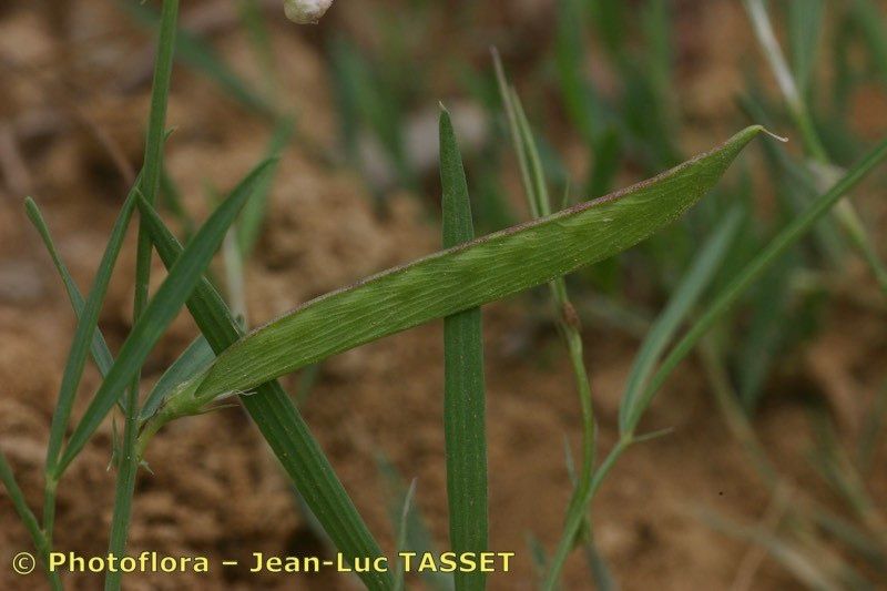 Taken Aug 15, 2005 by Photoflora - Jean-Luc TASSET (©)