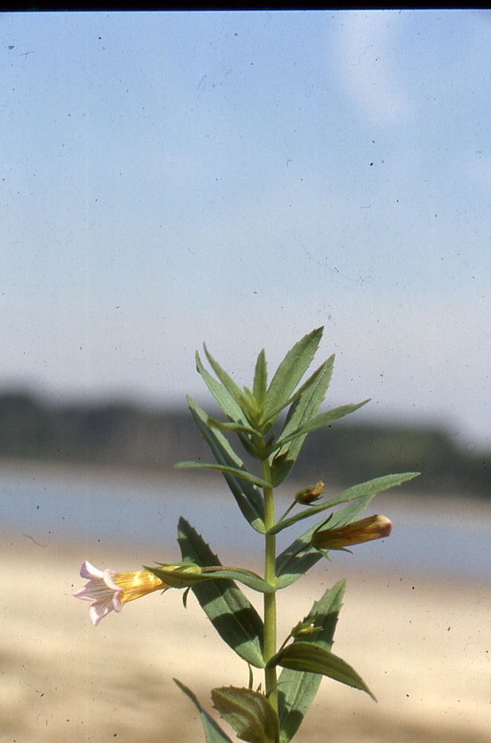 Taken Sep 19, 1985 by Tela Botanica − Liliane ROUBAUDI (cc-by-sa)