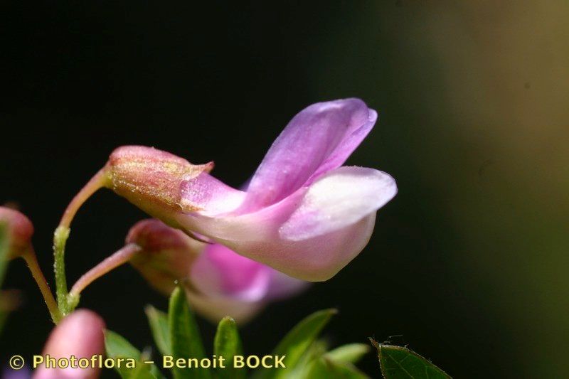 Taken Aug 15, 2006 by Photoflora - Benoit BOCK (©)