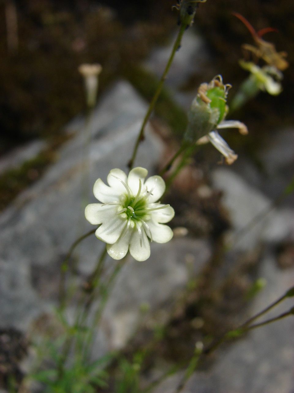 Taken Jun 5, 2011 by Tela Botanica − Paul FABRE (cc-by-sa)